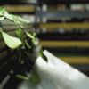 Evergreen cosecha hecha a mano hoja por hoja